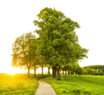 Green Earth Tree