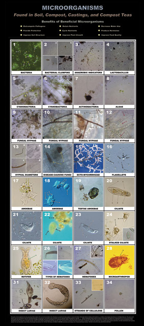 Microorganisms Found in Soil, Compost, Castings, and Compost Tea